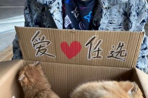 领养小猫的准备工作（如何为新成员做好准备）