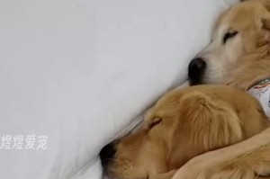 金毛狗狗的睡眠习惯及其重要性（金毛狗狗的日常睡眠时间和影响因素）