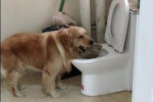 金毛犬为何突然发疯死亡？（探究金毛犬晚上突然发疯的原因与预防方法）