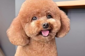 茶杯泰迪犬的饲养优势与缺点（小巧可爱的茶杯泰迪犬是否适合养宠？）