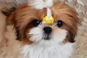 茶杯犬的可爱与成长困境（探究茶杯犬的来源与长期饲养问题，以及为何再也不想养它们了）