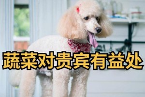 泰迪犬怀孕期间的饮食管理（关注泰迪犬怀孕期间的营养需求，为宝宝健康成长提供保障）