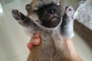 饲养纯种博美犬的全面指南（探索博美犬的特征和培养方法，成为一个负责任的犬主）