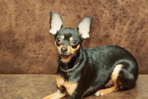 探秘大陆玩具犬（了解大陆玩具犬的独特魅力与特点，成为宠物界的新宠）