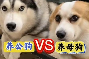 狗的健康寿命——探究宠物狗可以健康生活的时长（以健康的狗可以养多久？探索狗的寿命与健康的关系）