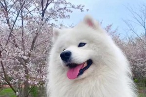 萨摩耶打防疫针的时间和注意事项（了解萨摩耶防疫针接种时间和注意事项，守护爱宠的健康）