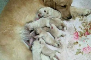 金毛犬的月子护理（了解金毛犬的月子期需求，让它健康快乐地成长）