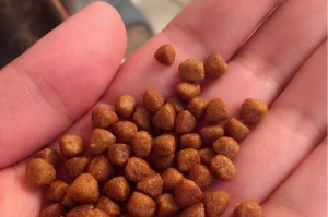 两个月的京巴该吃什么？（科学合理的饮食营养规划为京巴健康发育）
