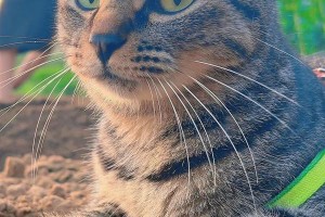 狸花猫的体质与对冬季的适应能力（狸花猫是否怕冷？它们的体质如何影响其对寒冷的反应）