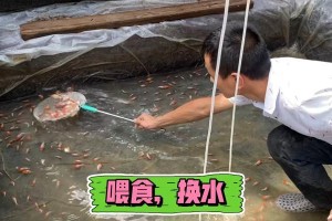 金鱼养殖之如何正确换水（金鱼养殖技巧，了解换水的注意事项）