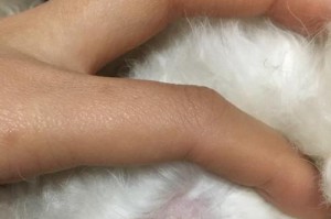 以比熊的常见皮肤病及防治方法（了解比熊常见皮肤问题，保护它们的健康）