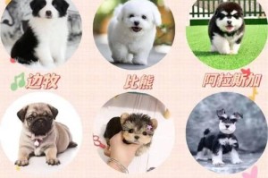 培养听话的泰迪犬技巧（教会泰迪犬坐下的有效方法）