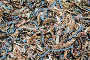 中国蜈蚣的多样品种及特点（探索中国蜈蚣世界，了解其种类和独特之处）