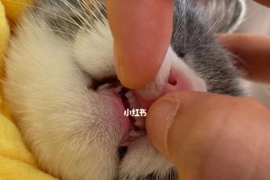 小猫换牙期间应该吃什么食物？（为你的小猫提供适合换牙的营养餐）