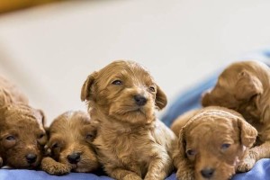 泰迪幼犬的合理喂食量（一月内狗粮摄入量和喂食技巧）