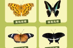 蝴蝶交配的周期与繁殖行为（探秘蝴蝶繁衍世界的奥秘）