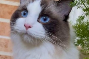 猫的饮食世界（探索猫咪喜欢的植物与它们的）