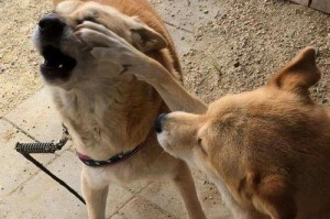 狗狗为什么会发出声音？（探寻狗狗语言的奥秘，揭开背后的意义）