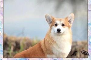 如何准确挑选纯种柯基犬？（判读柯基犬是否纯种的关键指南）