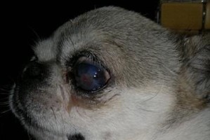 狗狗眼疾（揭秘狗狗眼疾形成的时间和关键原因）