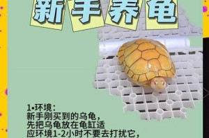 10厘米乌龟的喂养频率及注意事项（建议每隔一天喂养一次，提供适宜的食物量和种类）