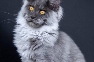 猫狗价格差异的原因剖析（为什么猫比狗贵那么多？）
