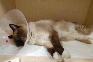 布偶猫绝育手术（解读布偶猫绝育手术的费用、利益和必要性）