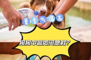 狗狗中暑吐血的原因及治疗方法（了解狗狗中暑吐血的症状和如何正确处理）