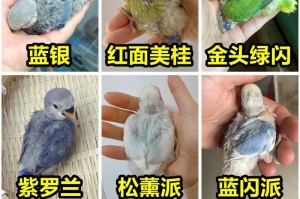 合法养殖的鸟类及其特点（了解合法养殖鸟类，享受与大自然的亲密接触）