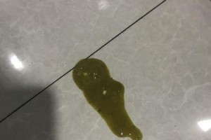 小萨摩耶的色彩世界（探寻小萨摩耶毛发色彩的奇妙之旅）