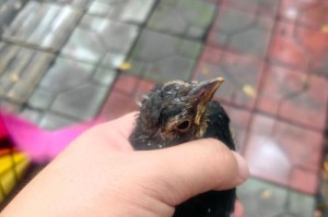 雏鸟的主要食物是什么虫子？（探索雏鸟的食性和营养需求）