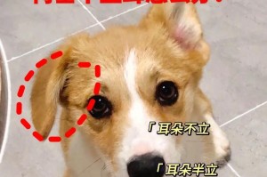 柯基立耳的时间和特点（揭秘柯基立耳的起源与发展）