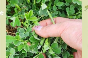 龙猫草的食用期限究竟有多长？（探究龙猫草在龙猫饲养中的持久耐用性及适宜食用期限）
