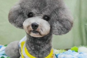 以泰迪配种需要多久？（探究泰迪繁殖过程中的时间成本和注意事项）