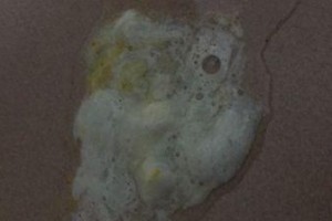 狗狗没有吃什么就呕吐——背后的原因和解决方法（了解狗狗呕吐的原因，保护它们的健康）