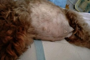 研究发现哪些犬种容易遭遇难产？（了解这些品种有助于宠物主人的繁殖决策）