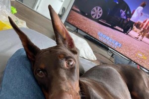 50天的杜宾犬训练之旅（从小奶狗到顺服的守护伙伴，探索杜宾犬训练的秘密）