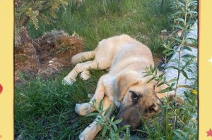 犬瘟后多久不能养狗？（了解犬瘟病毒传播周期和预防措施）