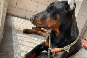 杜宾犬耳朵护理指南（有效的方法保持杜宾犬耳朵的健康）