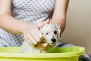 小泰迪的洗澡日记（宠物狗小泰迪从什么时候开始洗澡？时机、频率与注意事项一览）