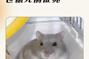 仓鼠的寿命有多短？（探寻仓鼠寿命的神秘之谜）