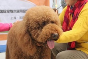 养泰迪狗需要配狗多久？（为你的泰迪狗找个合适的伴侣很重要）