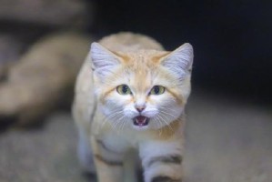 猫突然变得很凶的原因揭秘（探究猫性格变化的关键因素，解读猫咪凶猛的行为）