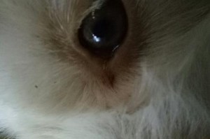为什么狗狗的尿液呈现黄色？（探究狗狗尿液变黄的原因和健康提示）
