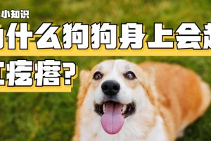 与狗接触会得什么病？（了解与狗接触可能导致的健康问题）