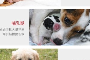 金毛犬补钙指南——什么时候最适合给金毛补钙？（正确补钙方式保障金毛健康成长）