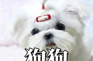 拉布拉多犬喂食方法——健康饮食的关键（为你的拉布拉多提供适当的食物与营养）