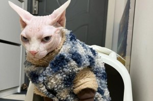 猫咪拉稀伴有血迹的原因及应对方法（探究猫咪拉稀伴有血迹的常见病因和有效的治疗措施）