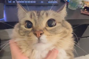 猫的呼呼声之谜（探索猫咪为什么会发出呼呼声的原因）