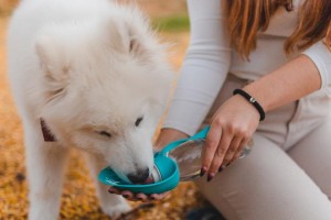 德国牧羊犬的饮食指南（合理膳食，健康成长）